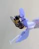 Syritta pipiens